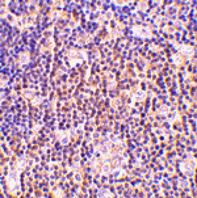 Immunohistochemistry - BAG-1 Antibody from Signalway Antibody (24434) - Antibodies.com