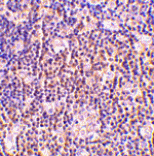 Immunohistochemistry - BAG-1 Antibody from Signalway Antibody (24434) - Antibodies.com