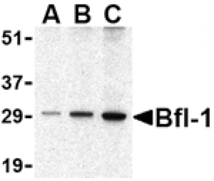 Western blot - Bfl-1 Antibody from Signalway Antibody (24435) - Antibodies.com