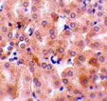 Immunohistochemistry - Bfl-1 Antibody from Signalway Antibody (24435) - Antibodies.com