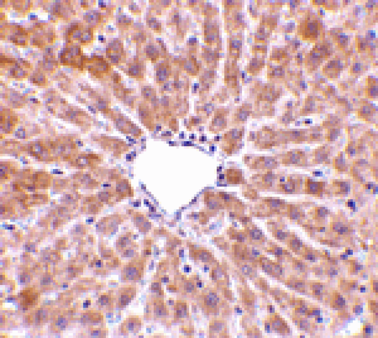 Immunohistochemistry - TIP47 Antibody from Signalway Antibody (24439) - Antibodies.com