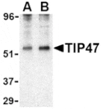 Western blot - TIP47 Antibody from Signalway Antibody (24440) - Antibodies.com