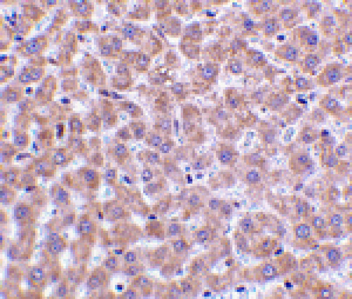 Immunohistochemistry - TIP47 Antibody from Signalway Antibody (24440) - Antibodies.com