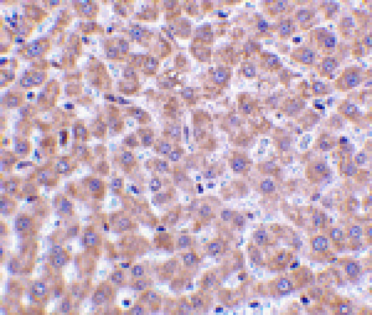 Immunohistochemistry - TIP47 Antibody from Signalway Antibody (24440) - Antibodies.com