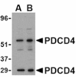 Western blot - PDCD4 Antibody from Signalway Antibody (24468) - Antibodies.com