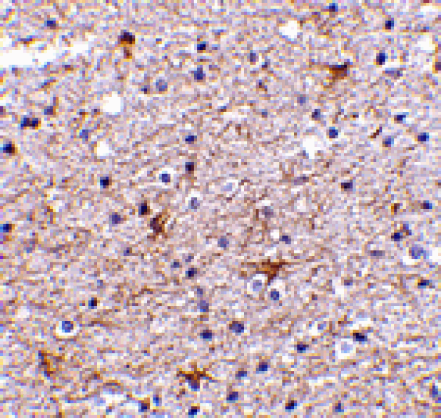 Immunohistochemistry - TMP21 Antibody from Signalway Antibody (24477) - Antibodies.com