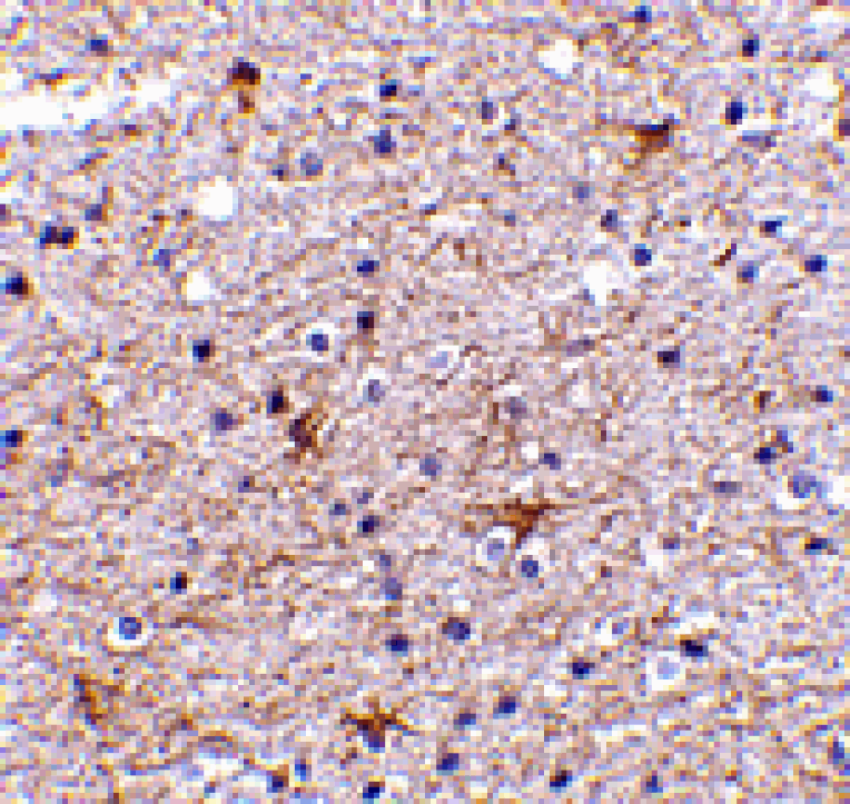 Immunohistochemistry - TMP21 Antibody from Signalway Antibody (24477) - Antibodies.com