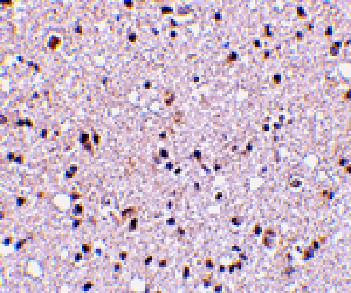 Immunohistochemistry - TMP21 Antibody from Signalway Antibody (24478) - Antibodies.com