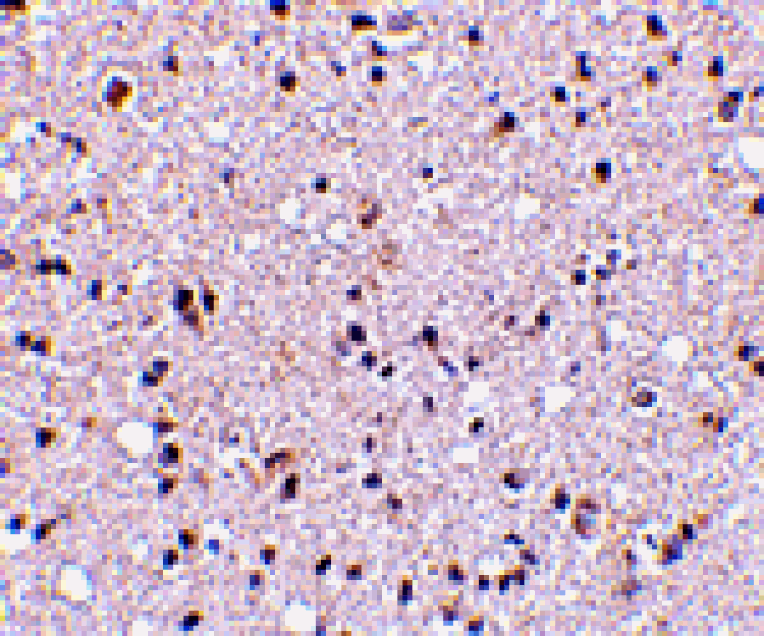 Immunohistochemistry - TMP21 Antibody from Signalway Antibody (24478) - Antibodies.com