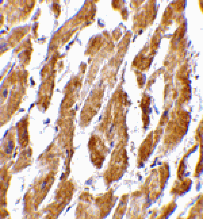 Immunohistochemistry - CRTH2 Antibody from Signalway Antibody (24489) - Antibodies.com