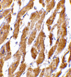 Immunohistochemistry - CRTH2 Antibody from Signalway Antibody (24489) - Antibodies.com