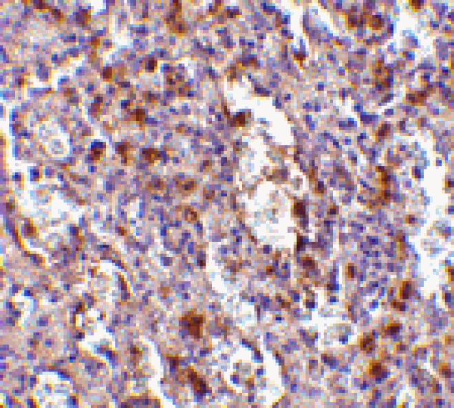 Immunohistochemistry - ORAI1 Antibody from Signalway Antibody (24496) - Antibodies.com