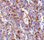 Immunohistochemistry - ORAI1 Antibody from Signalway Antibody (24496) - Antibodies.com