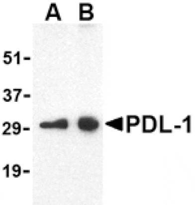 Western blot - PDL-1 Antibody from Signalway Antibody (24503) - Antibodies.com