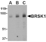 Western blot - BRSK1 Antibody from Signalway Antibody (24513) - Antibodies.com