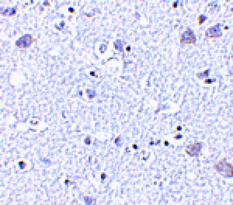 Immunohistochemistry - BRSK1 Antibody from Signalway Antibody (24513) - Antibodies.com