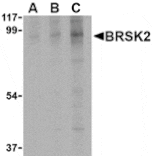 Western blot - BRSK2 Antibody from Signalway Antibody (24514) - Antibodies.com