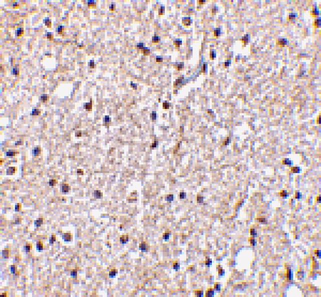 Immunohistochemistry - BRSK2 Antibody from Signalway Antibody (24514) - Antibodies.com