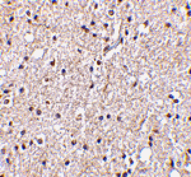 Immunohistochemistry - BRSK2 Antibody from Signalway Antibody (24514) - Antibodies.com