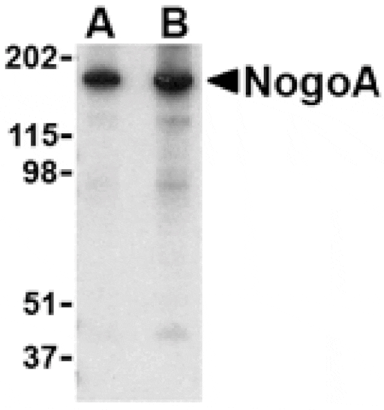Western blot - NogoA Antibody from Signalway Antibody (24515) - Antibodies.com