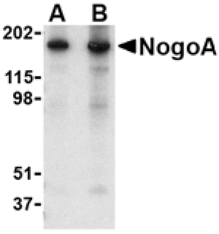 Western blot - NogoA Antibody from Signalway Antibody (24515) - Antibodies.com