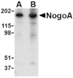 Western blot - NogoA Antibody from Signalway Antibody (24515) - Antibodies.com