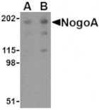 Western blot - NogoA Antibody from Signalway Antibody (24516) - Antibodies.com