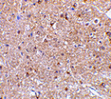 Immunohistochemistry - NogoA Antibody from Signalway Antibody (24516) - Antibodies.com