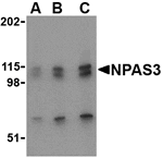 Western blot analysis of NPAS3 in SK-N-SH cell lysate with NPAS3 antibody at (A) 0.5, (B) 1 and (C) 2 µg/mL.
