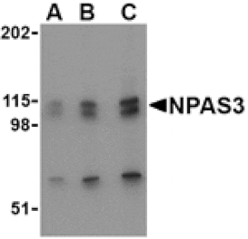 Western blot - NPAS3 Antibody from Signalway Antibody (24519) - Antibodies.com