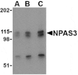 Western blot - NPAS3 Antibody from Signalway Antibody (24519) - Antibodies.com