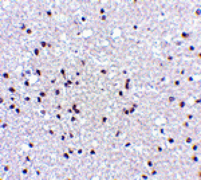 Immunohistochemistry - NPAS3 Antibody from Signalway Antibody (24519) - Antibodies.com