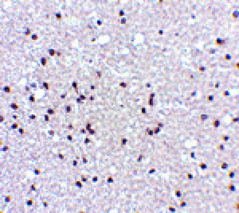 Immunohistochemistry - NPAS3 Antibody from Signalway Antibody (24519) - Antibodies.com