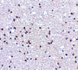 Immunohistochemistry - NPAS3 Antibody from Signalway Antibody (24519) - Antibodies.com