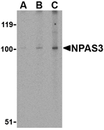 Western blot analysis of NPAS3 in rat brain tissue lysate with NPAS3 antibody at (A) 0.5, (B) 1 and (C) 2 µg/mL.
