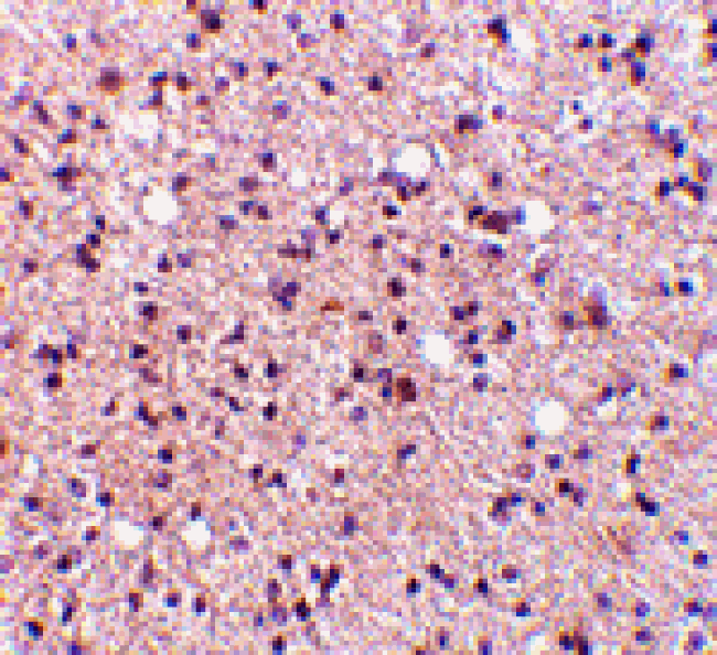 Immunohistochemistry - NPAS3 Antibody from Signalway Antibody (24520) - Antibodies.com
