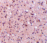 Immunohistochemistry - NPAS3 Antibody from Signalway Antibody (24520) - Antibodies.com