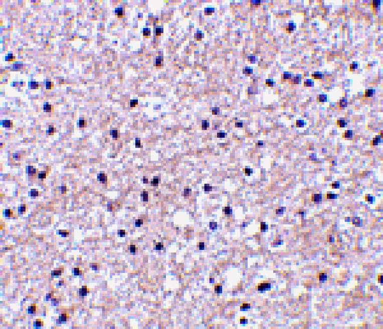 Immunohistochemistry - IEX-1 Antibody from Signalway Antibody (24541) - Antibodies.com