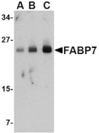 Western blot - FABP7 Antibody from Signalway Antibody (24545) - Antibodies.com
