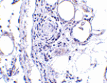 Immunohistochemistry - FABP7 Antibody from Signalway Antibody (24545) - Antibodies.com