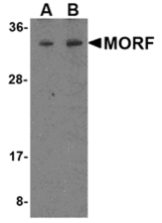 Western blot - MORF4 Antibody from Signalway Antibody (24552) - Antibodies.com