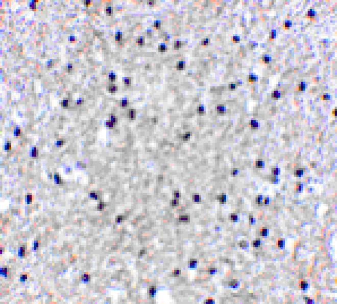 Immunohistochemistry - MORF4 Antibody from Signalway Antibody (24552) - Antibodies.com