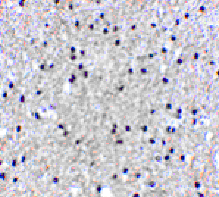Immunohistochemistry - MORF4 Antibody from Signalway Antibody (24552) - Antibodies.com