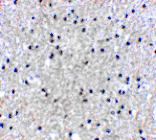 Immunohistochemistry - MORF4 Antibody from Signalway Antibody (24552) - Antibodies.com