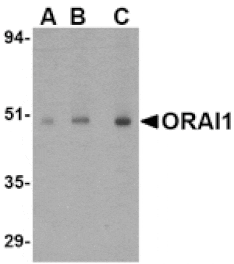 Western blot - ORAI1 Antibody from Signalway Antibody (24555) - Antibodies.com