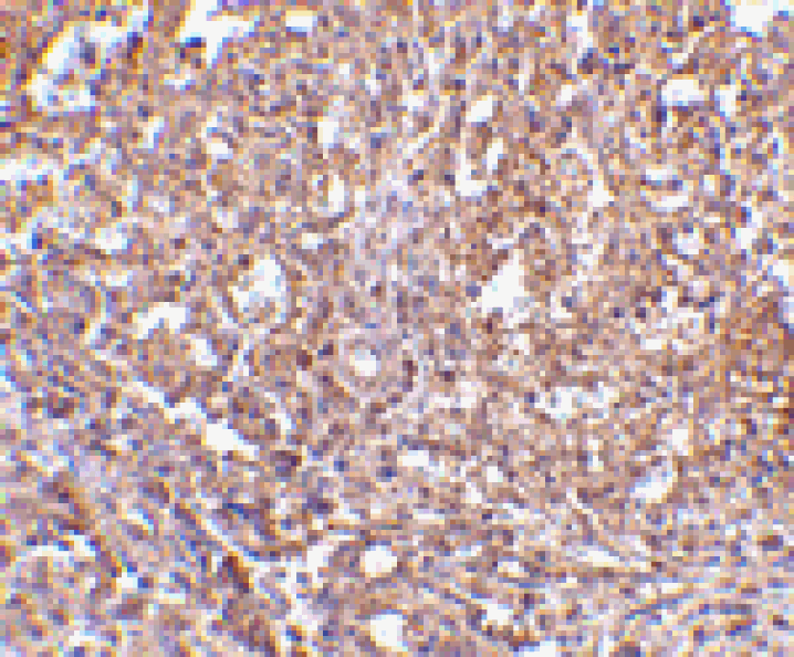 Immunohistochemistry - ORAI1 Antibody from Signalway Antibody (24555) - Antibodies.com
