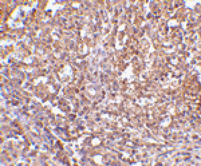 Immunohistochemistry - ORAI1 Antibody from Signalway Antibody (24555) - Antibodies.com