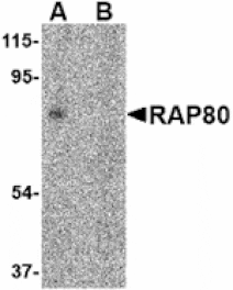 Western blot - RAP80 Antibody from Signalway Antibody (24573) - Antibodies.com
