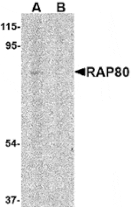Western blot - RAP80 Antibody from Signalway Antibody (24574) - Antibodies.com