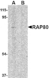 Western blot - RAP80 Antibody from Signalway Antibody (24574) - Antibodies.com